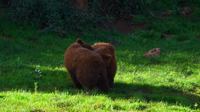 BROWN BEAR - OSO PARDO (Ursus arctos)