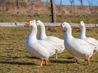 white geese on the farm