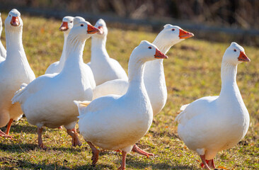 white geese on the farm