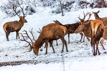 Obraz premium Red deer herd in the forest in winter, Bavaria Germany.