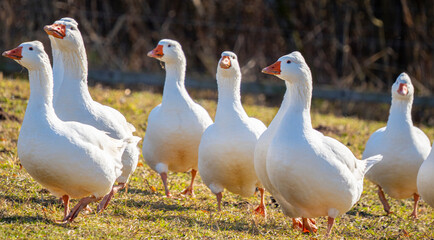 white geese on the farm