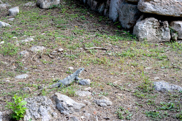 Iguana on rocks and grass