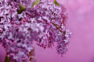 Fresh and  beautiful lilac bouquet on the pink background