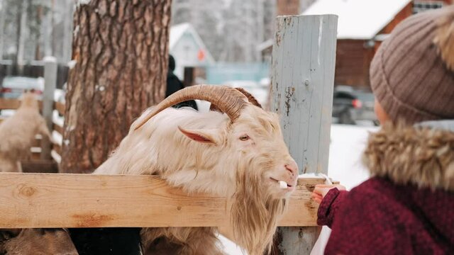 Goat in winter in the pen. The goat looks into the camera. Farm. Goat on the farm. Close-up. The goat looks around