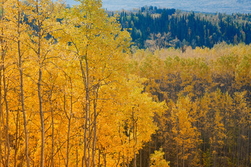 Mixed Forest Colors in Canadian Autumn Season