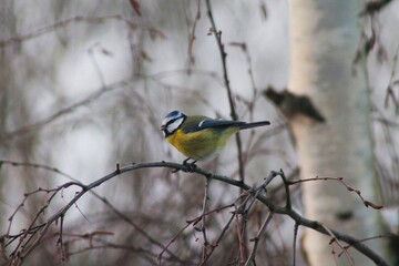 Naklejka premium a bird