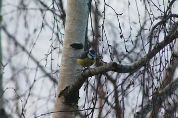 woodpecker on a tree