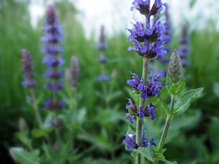 Hain-Salbei, Salvia nemorosa, blaue Blütenstände vor Sommerwiese