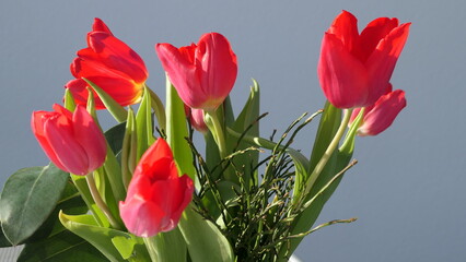 spring greetings - bouquet of fresh red tulips 