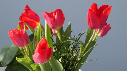 Fototapeta premium spring greetings - bouquet of fresh red tulips 
