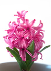 Hyacinth "Fondant" "Pink frosting", Hyacinthus orientalis - common, Dutch or garden hyacinth with pink flowers, isolated on white background