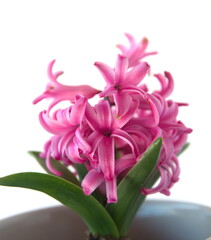 Hyacinth "Fondant" "Pink frosting", Hyacinthus orientalis - common, Dutch or garden hyacinth with pink flowers, isolated on white background