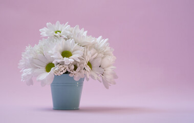 White chrysanthemum flowers in a blue bucket close-up on a pink background