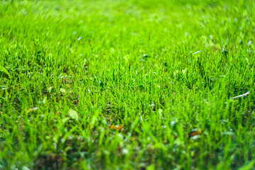 lawn sunlit background blurred green