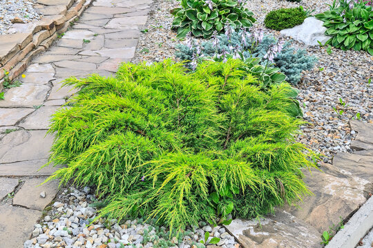 Juniper medium Gold Kissen - ornamental dwarf conifer for landscaping. Evergreen coniferous plant juniperus in stony garden on hill slope. Decorative dwarf conifer for landscape design
