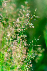 green grass macro background in the sun