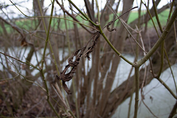 einsames Blatt im Winter