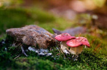 Brittlegill Mushroom Family at the Forest Floor