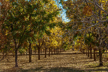 Pecan groves in the autumn harvest time