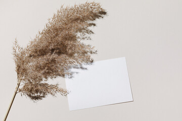 Mockup with blank paper sheet card and dried pampas grass over beige pastel background with trendy...