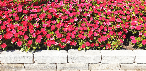 Panorama of red impatiens blooming behind a brick fence.