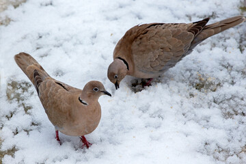 2 brown doves (Streptopelia decaocto)  looking for food into the snow in Athens, Greece.