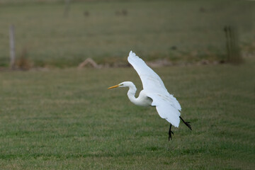 Western great white Egret searching for food.