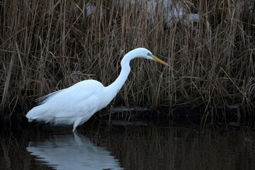 Western great white Egret searching for food.