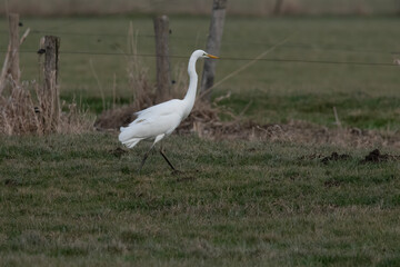 Western great white Egret searching for food.
