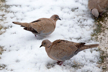 2 brown doves (Streptopelia decaocto)  looking for food into the snow in Athens, Greece.