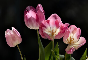 Tulips