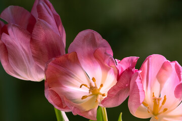 Fototapeta na wymiar Tulips
