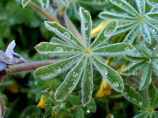 leaf rain drops macro