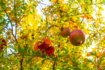 closeup pomegranate fruit branch tree