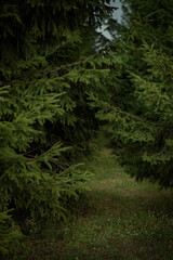 dense coniferous forest in summer