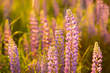 Fototapeta premium lupine field with pink purple and blue flowers