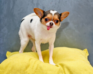 chihuahua after express molt stands on a yellow pillow