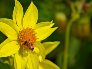 Pollinate scene: close-up on honey bee in colored flowers. Sustainability concept in beautiful poetic gardens.