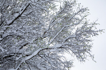 Winter morning suddenly snow covered almond trees branches with green leaves in the street of the Athens city, Greece.