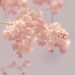 Kirschblüten romantisch Hintergrund quadratisch
