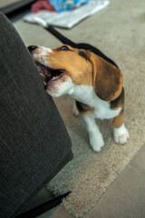 młody Beagle gryzący fotel - obrazy, fototapety, plakaty