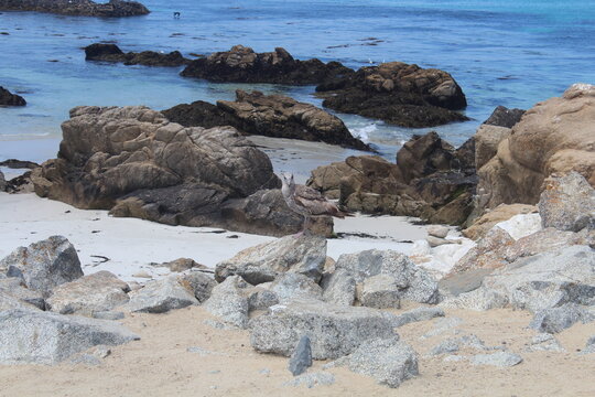 stolzer Vogel wundervolle Steine, sattes blaues Meer
