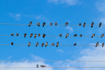birds on wires