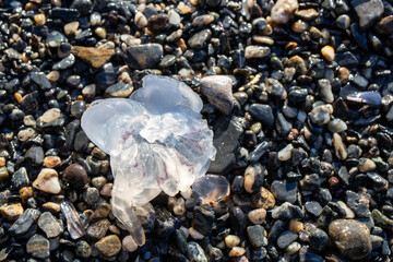 jellyfish on the beach