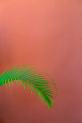 Fototapeta na wymiar A leaf of tropical plant on light red background