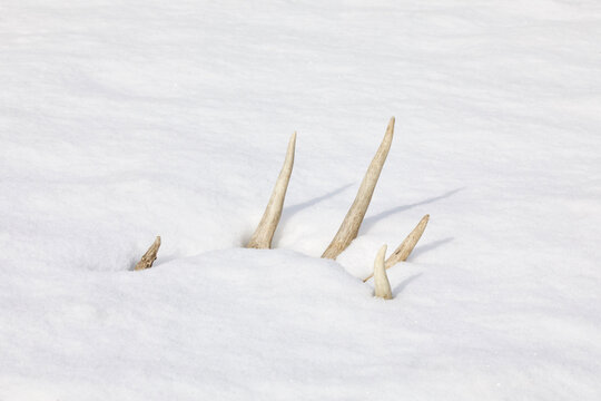 Whitetail Deer antler - shed antler found on snow in winter after buck hunting season