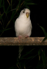 Budgerigar