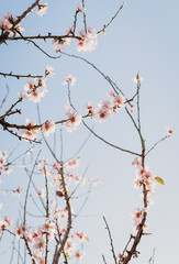 A field of blossoming almond trees. Cherry blossom. Blues sky.