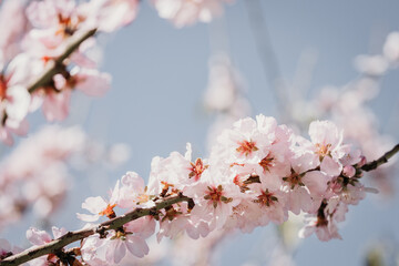 Obraz premium A field of blossoming almond trees. Cherry blossom.
