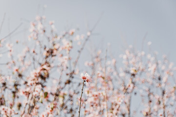 A field of blossoming almond trees. Cherry blossom. Blues sky.